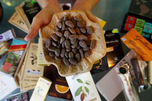 WAYNE GLOWACKI / WINNIPEG FREE PRESS
There are 30 to 50 cocoa beans in a pod.