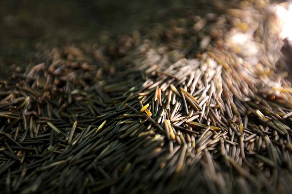 Wild rice harvest opens in Whiteshell Winnipeg Free Press