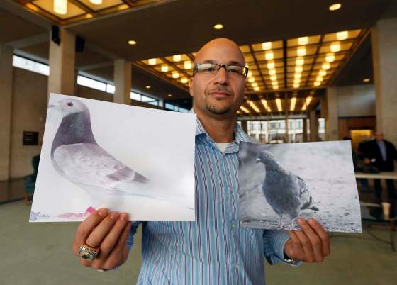 WAYNE GLOWACKI / WINNIPEG FREE PRESSKarim Lowen holds images of a racing pigeon (left) and a street pigeon (right). He wanted to build a coop for 44 racing pigeons in his yard on Mathers Avenue. But his plan was grounded.