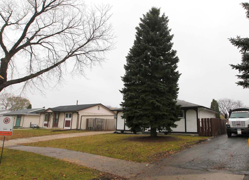The city’s found its Christmas tree Winnipeg Free Press