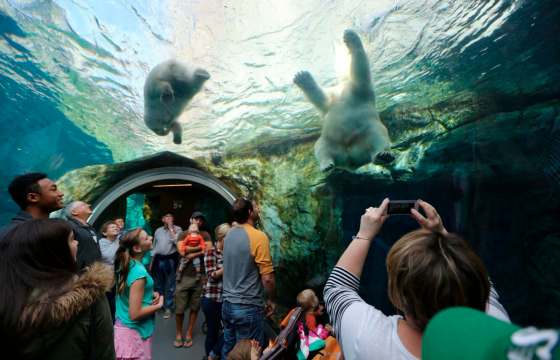 TREVOR HAGAN / FREE PRESS FILESTravellers to town to see the summer games will also be able to visit the Journey to Churchill exhibit at the Assiniboine Park Zoo.