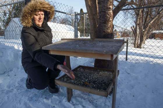 MIKE DEAL / WINNIPEG FREE PRESSDebra Belcourt with her backyard ground feeder – it’s for ground-feeding birds and is a common feeder you can purchase at stores in the city.170115 - Sunday, January 15, 2017.