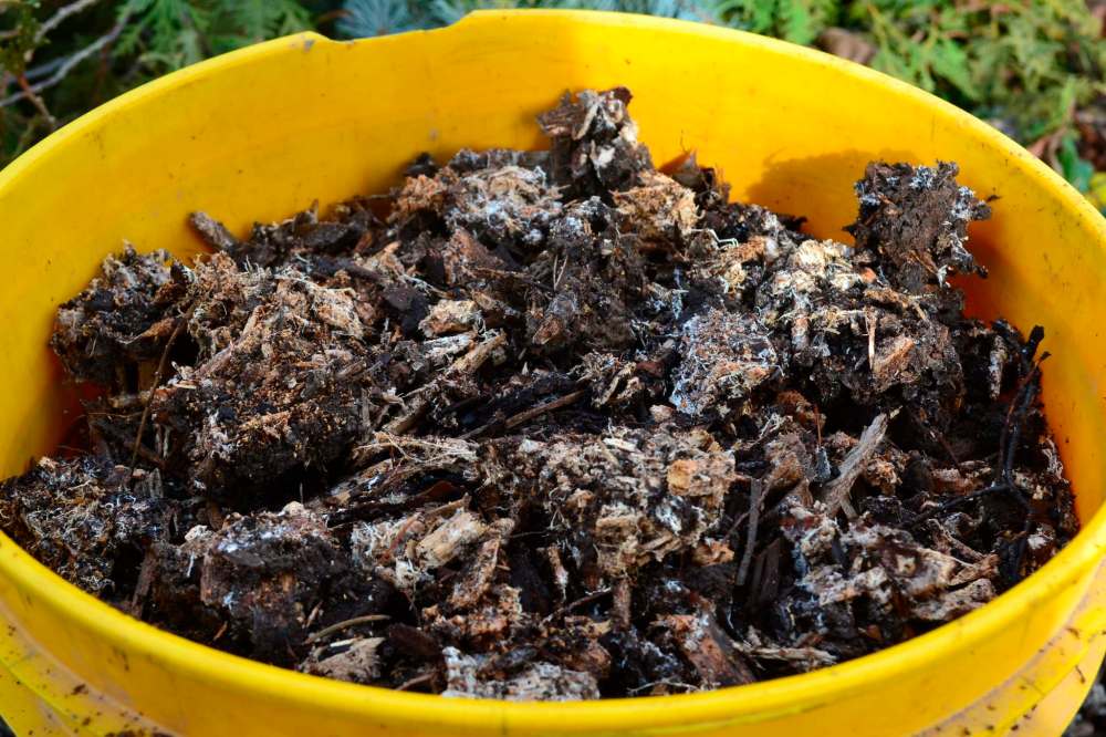 Tom Nagy
Simply broadcast the wine cap mushroom mycellium over a prepared area of hardwood woodchips and sawdust.