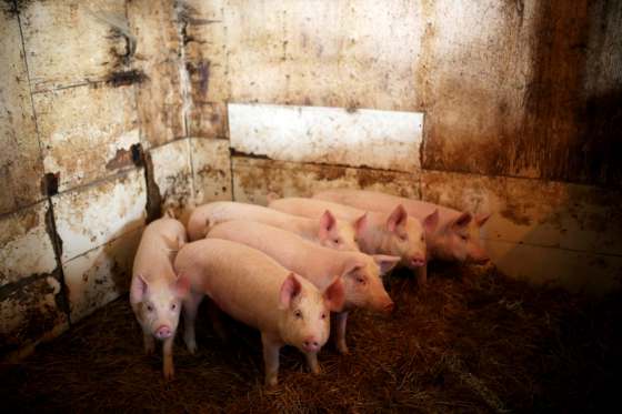 TIM SMITH/ BRANDON SUN FILESAccording to Manitoba Pork documents, Europe is the only region in the world where pork is a significant commodity in which Canada doesn't have decent market access.