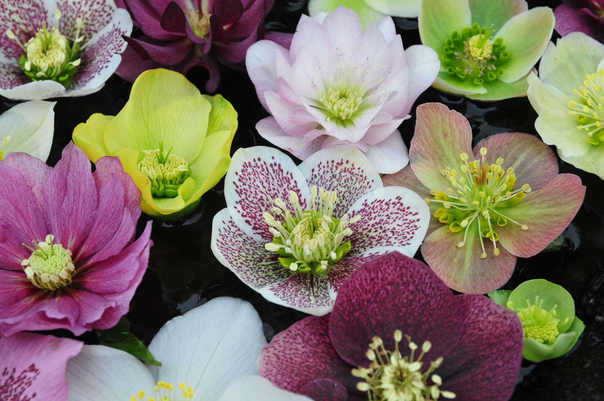 Rare sight to much delight – Winnipeg Free Press