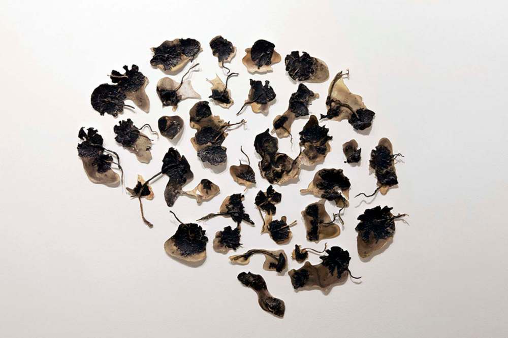 SUPPLIED PHOTO
Heather Komus used pressed, dried mushrooms to stand in for the brain's meaty physicality