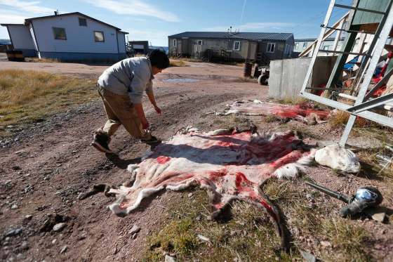 JOHN WOODS / WINNIPEG FREE PRESSMartha Paungrat tends to two caribou that her son brought home from a hunt in Baker Lake. This photo was taken as part of the Free Press series Inuit Heart.