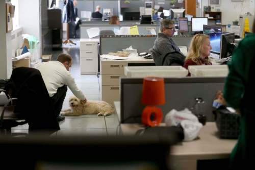 TREVOR HAGAN / WINNIPEG FREE PRESS
Oliver, a dog owned by graphic artist Leesa Dahl, at the Free Press office.