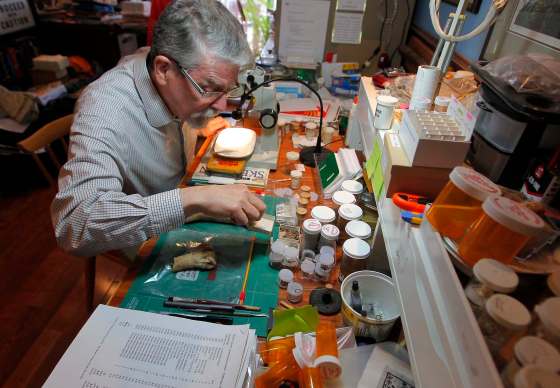 BORIS MINKEVICH / WINNIPEG FREE PRESSManitoban paleontologist Jim Burns examines mammmal bones in his home laboratory. Burns is part of an international team whose study claims North American megafauna became extinct 11,000 years ago due to flooding from melting glaciers.