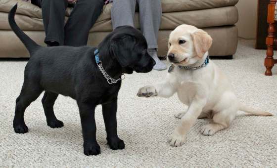 DAVID ROSSITER / THE CANADIAN PRESS FILESWinnipeg has been chosen as a location for foster families for its guide-dog program.