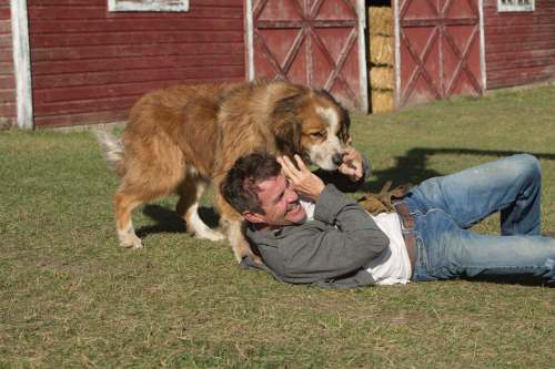 Supplied
Ethan (Dennis Quaid) and Buddy in A Dog&rsquo;s Purpose.