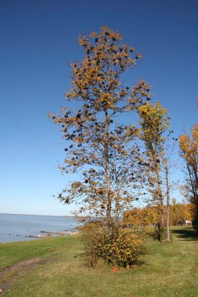 Michael Allen / Winnipeg Free Press
Black ash trees dominate the landscape throughout southern and many areas of central Manitoba. Unfortunately, these trees will fall pray to the emerald ash borer.