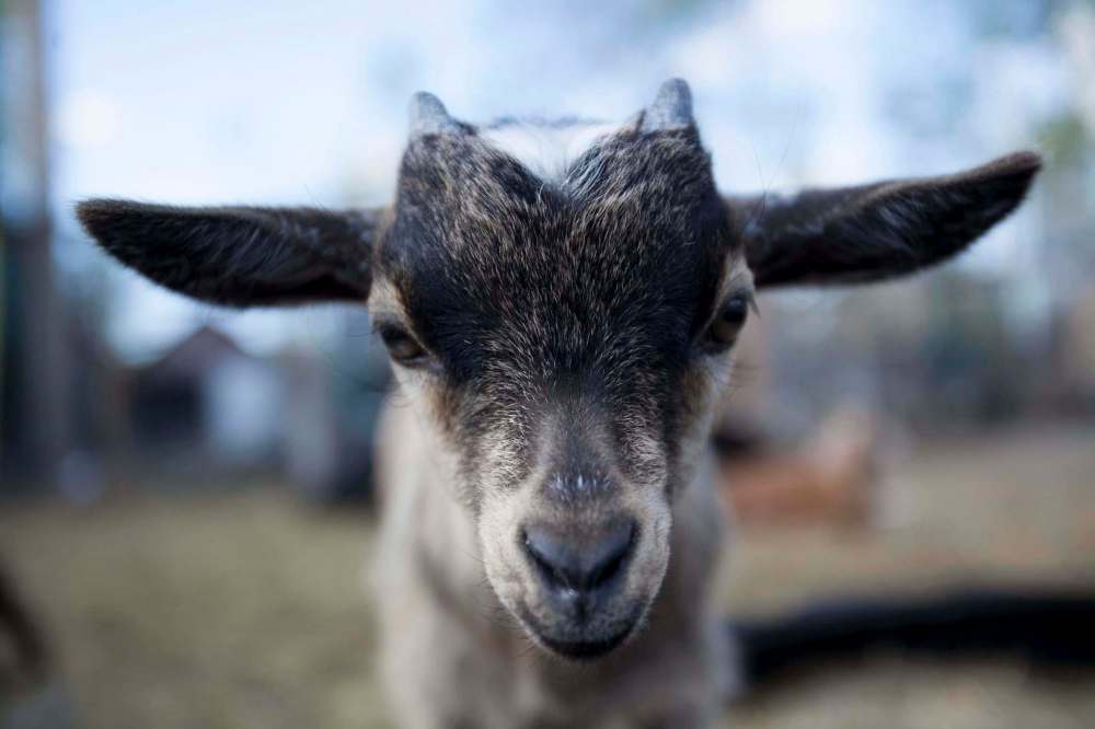 Jessica Finn / Winnipeg Free Press
Lenora the goat was born a triplet and had an underbite, so she was disowned by her mother. Lucky for her, she sleeps with the chicks in their enclosure at night.