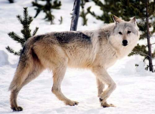 The Canadian Press files
One of the great victories of conservationists has been the re-introduction of wolves into Yellowstone National Park.