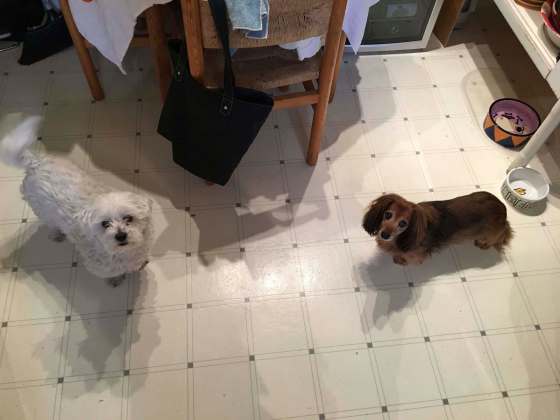 Photo by Doug Speirs / Winnipeg Free PressThis was basically the exact moment when my dogs, Mr. X (left) and Zoe, realized just how helpless I am.