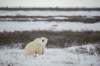 TRAVEL MANITOBA
The opportunity to see Polar bears up close in their natural habitat has long been a draw for tourists to the town of Churchill