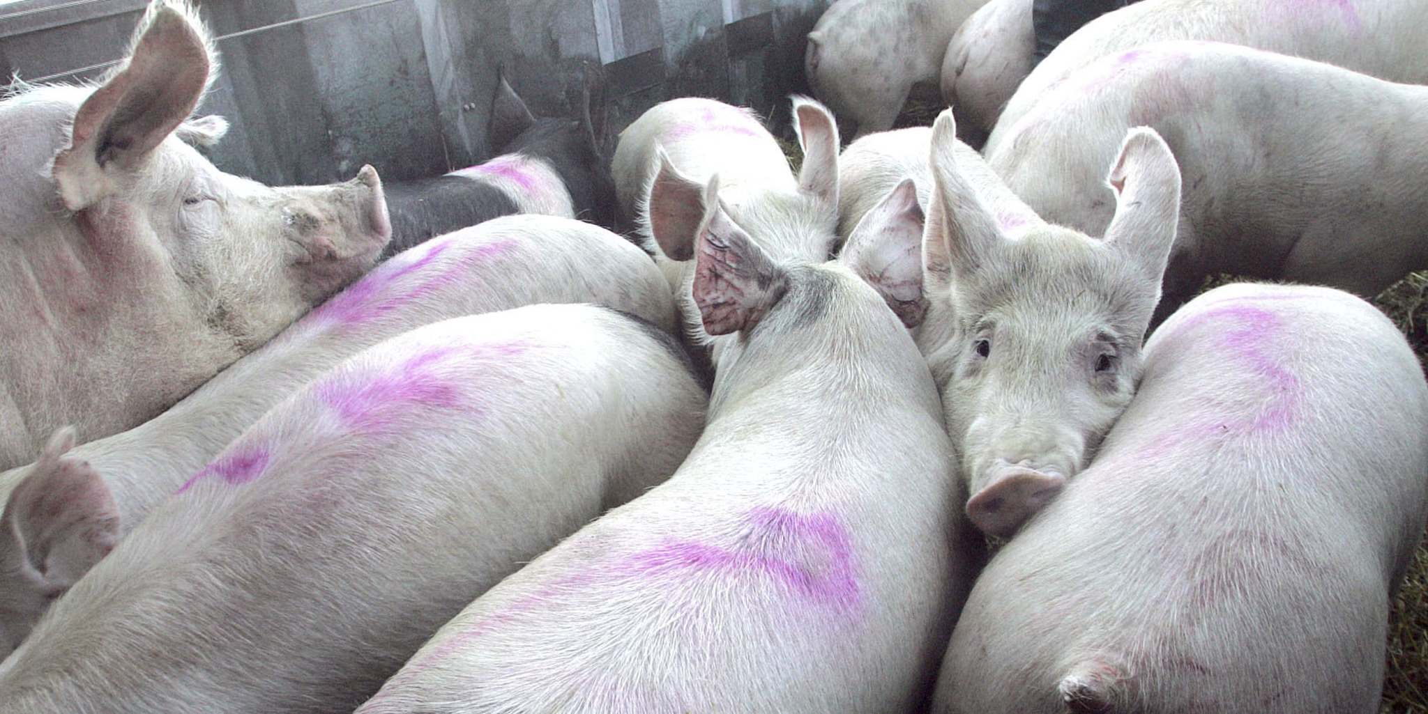 Provincial pig farmers fearing outbreak of porcine virus in peak of