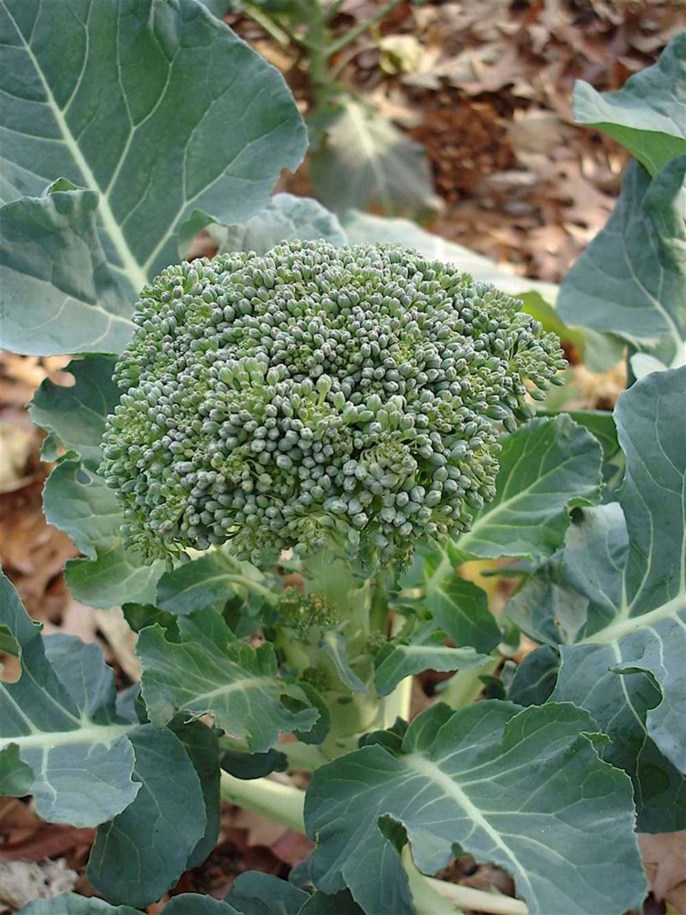 BONNIE PLANTS / TNS
There must be a way to make broccoli edible.