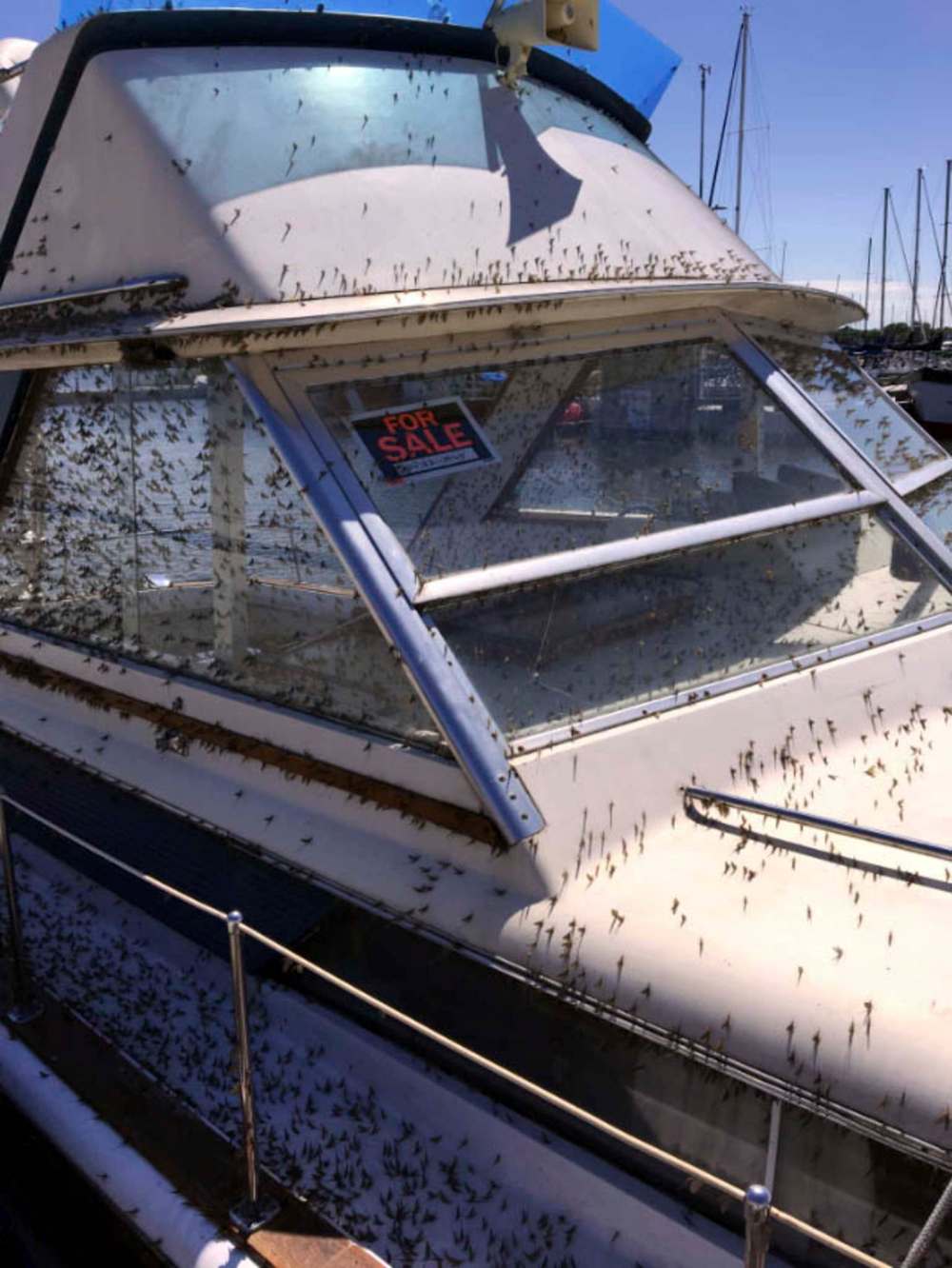 DOUG LUNNEY PHOTO
Fish flies cover a boat in the Gimli Harbour on Sunday afternoon.