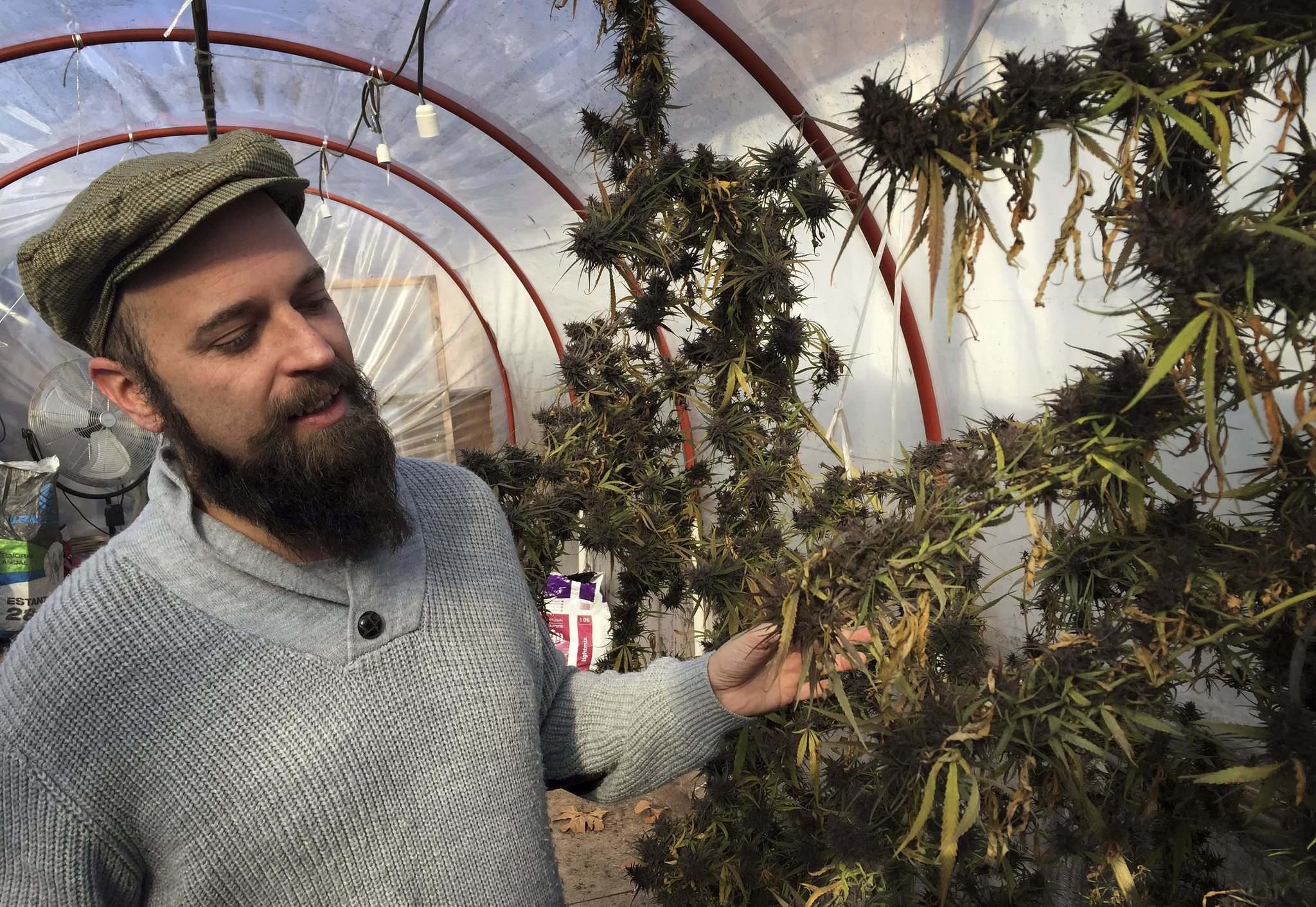 Government weed Winnipeg Free Press