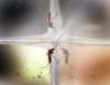 WAYNE GLOWACKI/WINNIPEG FREE PRESS FILES
A live Culex Tarsalis mosquito in captivity. The first samples of the strain of mosquito that carries West Nile virus has been found in the province.