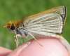 SUBMITTED
The endangered Poweshiek skipperling, a small, brown and orange winged butterfly, is seen in the Tall Grass Prairie Natural Area of southeast Manitoba.