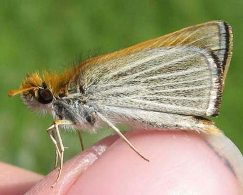 SUBMITTED
The endangered Poweshiek skipperling, a small, brown and orange winged butterfly, is seen in the Tall Grass Prairie Natural Area of southeast Manitoba.