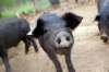 NELSON CHING / BLOOMBERG NEWS FILES
Industrial hog production is leading to devastating issues for Manitoba, according to Vicki Burns and Janine Gibson.