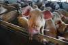 CHUCK LIDDY / NEWS & OBSERVER FILES
According to farmer George Matheson, there are neither too many pigs nor too much manure in Manitoba.