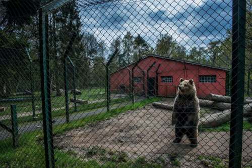 PHOTOS BY JO-ANNE MCARTHUR
A brown bear at a German zoo. ‘The bear traced the same circles across the exhibit over and over, making the exact same turns and bodily movements, pausing in the exact same way at this corner to look beyond the bars, before circling again. For me, the image asks whether the price that animals like this bear have to pay is worth our being momentarily and mindlessly entertained.&rsquo;