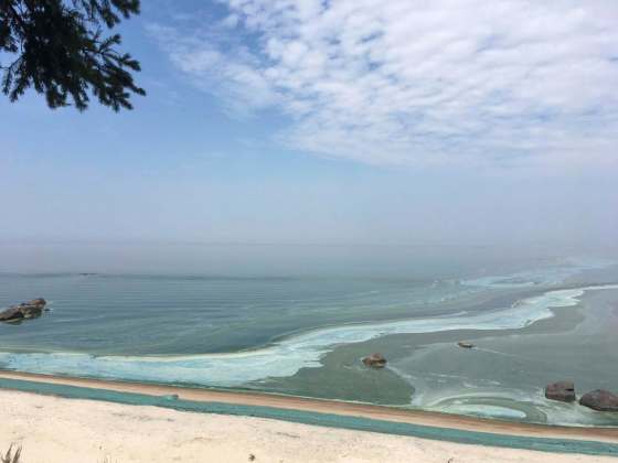 MURRAY MCCAIGAlgae on the surface of Lake Winnipeg near Victoria beach looks similar to an oil slick.