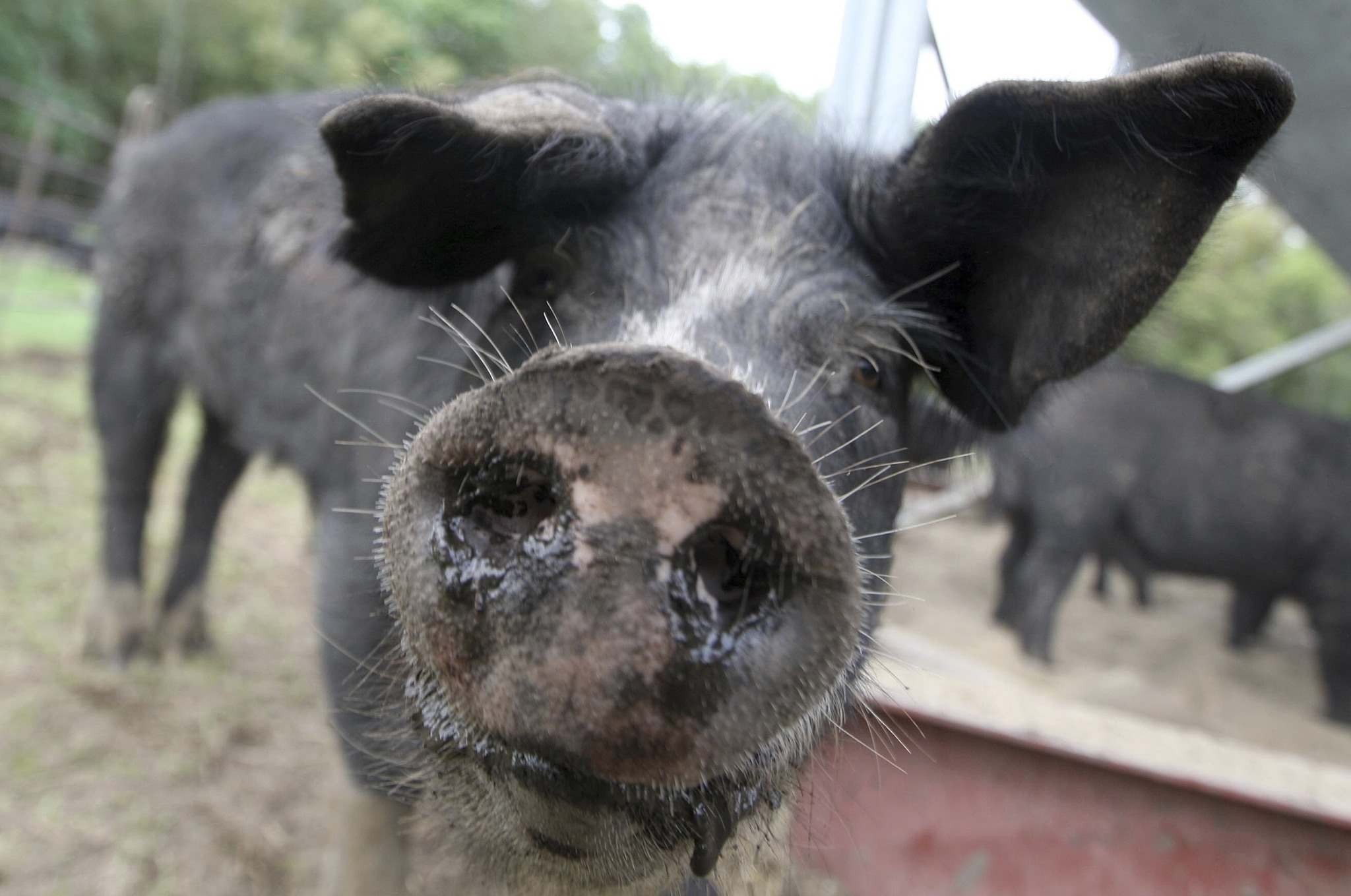 Province updates numbers on prevalence of pig diarrhea epidemic