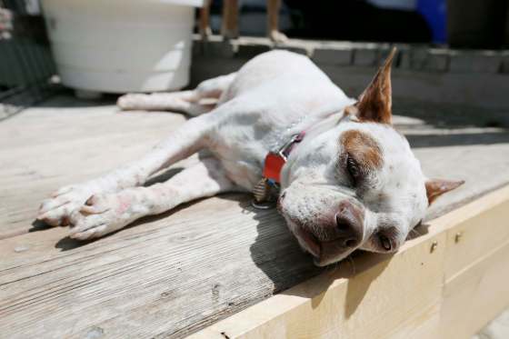 JUSTIN SAMANSKI-LANGILLE / WINNIPEG FREE PRESS FILESSplash, a Boston terrier, will have the chance to enjoy two city wading pools.