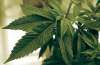 Jim Mone / The Canadian Press
Marijuana plants grow at LifeLine Labs in Cottage Grove, Minn. Canada has much to learn from the experiences of U.S. states that have legalized pot.
