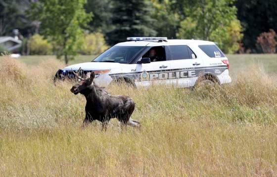 TREVOR HAGAN / WINNIPEG FREE PRESSWinnipeg Police and the department of fisheries try to contain a moose near the corner of Pembina at Chancellor Matheson, Saturday, September 9, 2017.