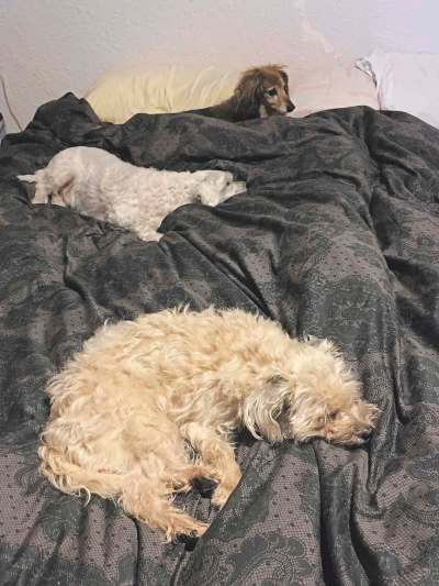 Juno (foreground) invades the territory of Bogey (middle) and Zoe (on pillows) in the battle for bed supremacy at Doug Speirs&rsquo; house.