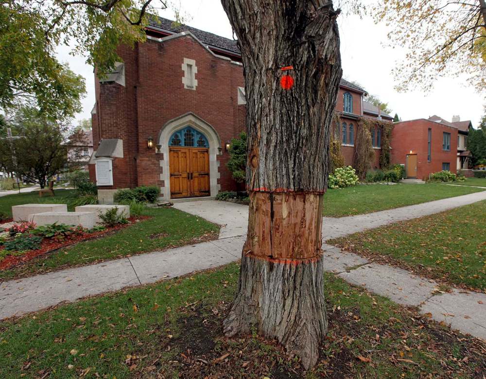 PHIL HOSSACK / WINNIPEG FREE PRESS
A diseased and dying elm tree waits for the chain saw in Woseley.