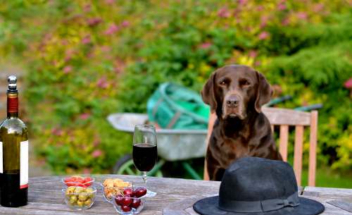Dreamstime
If your friend brings his dog to your party, recommend that he bring toys and treats to keep the dog from being tempted by other attractions.