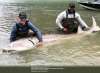 STURGEON SLAYERS / TWITTER
Winnipeg Jets Matt Hendricks, left, and Dustin Byfuglien are shown with their catch on the Sturgeon Slayers Twitter account.