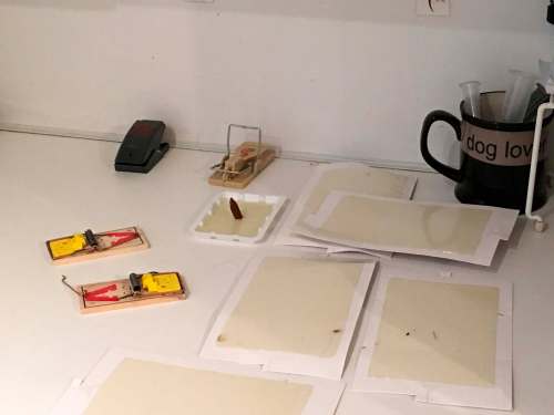 SUPPLIED
Doug&rsquo;s kitchen counter is a minefield of traps, but the mouse remains on the lam.