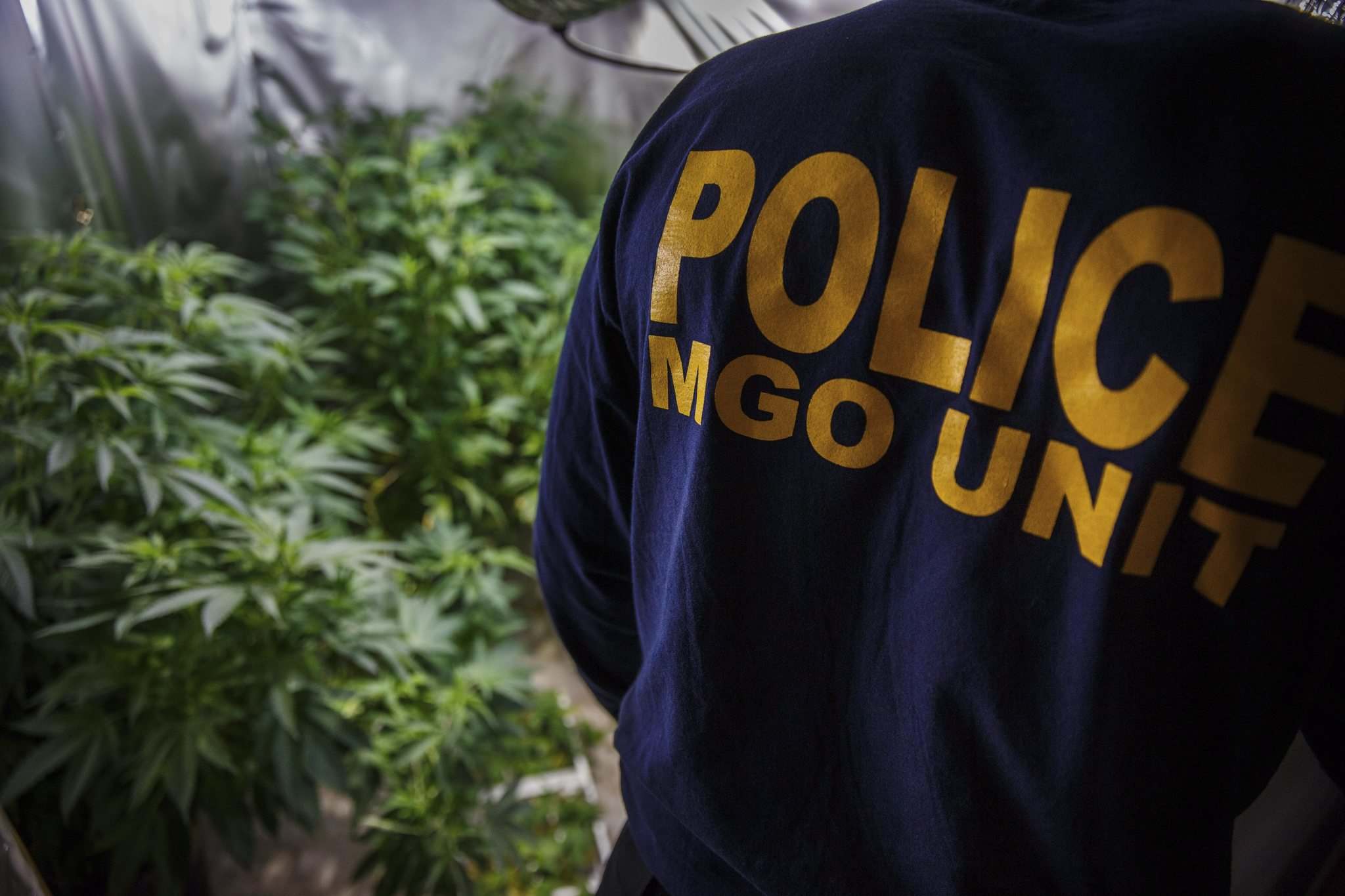 Legal weed shortage will give drug dealers leg up next summer