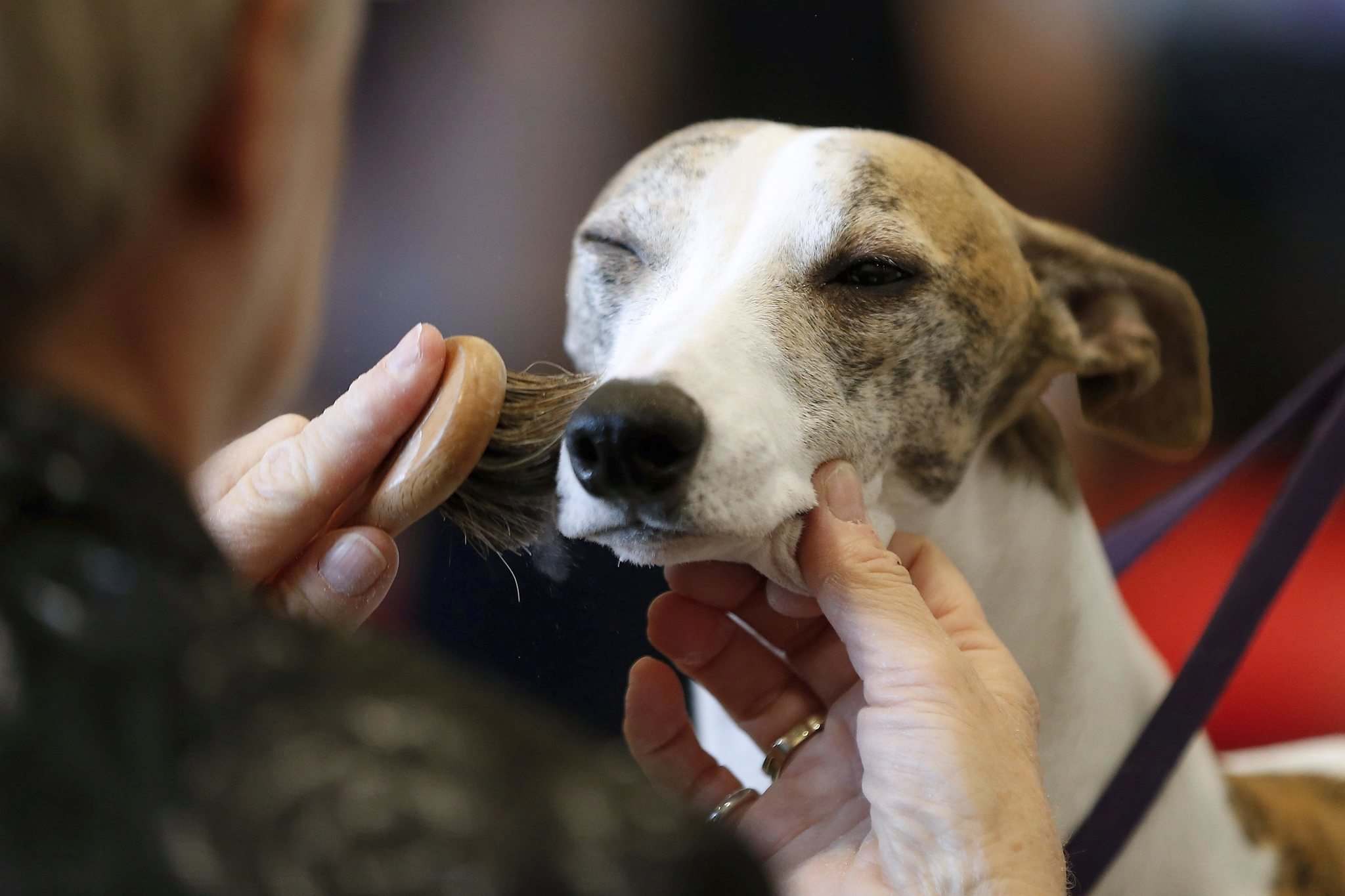 From fur to feathers, Winnipeg Pet Show features all things animal