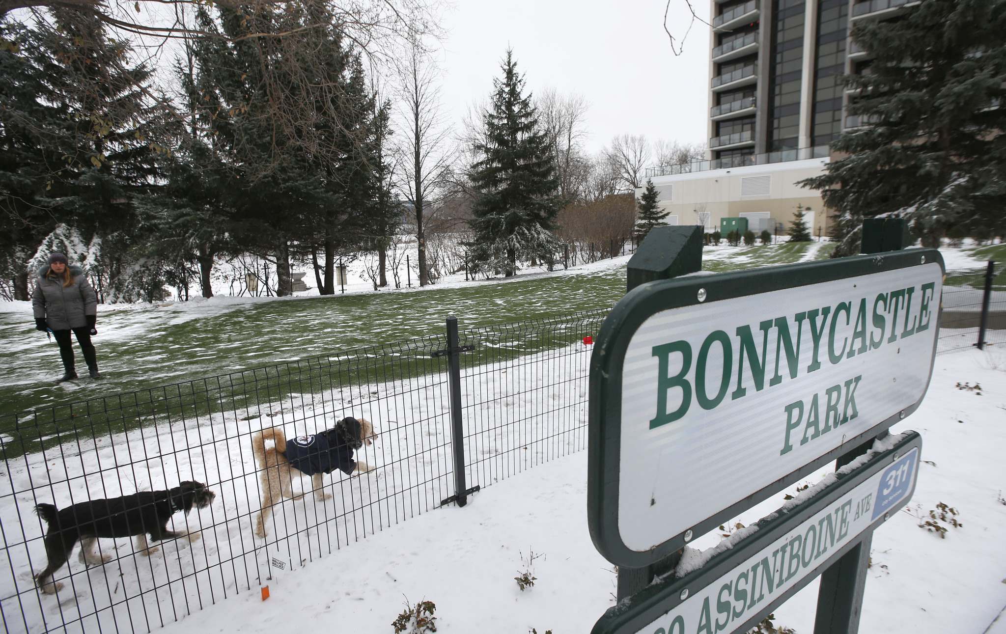 Woofs at first downtown offleash dog park Winnipeg Free Press