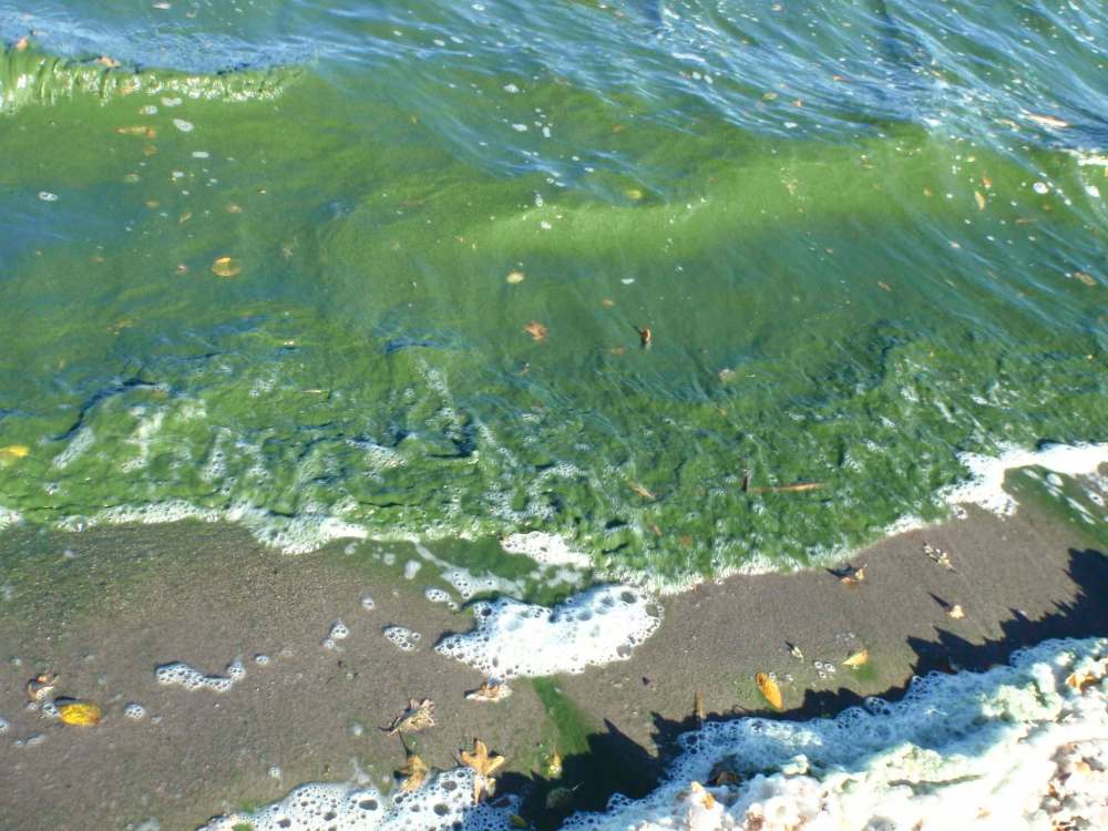 Charles Tweed / Brandon Sun Files
Winnipeg South MP Terry Duguid says a new initiative to clean up Lake Winnipeg will be ‘more results-oriented’ than the one Dauphin MP Robert Sopuck and the federal Tories created in 2013.