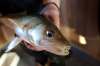 JOE BRYKSA / WINNIPEG FREE PRESS FILES
A small Walleye caught while ice fishing on Lake Winnipeg. New data suggest that the numbers of the popular species have decreased by one-third in the last five years, raising fears of the possibility of a fishery collapse in Lake Winnipeg.