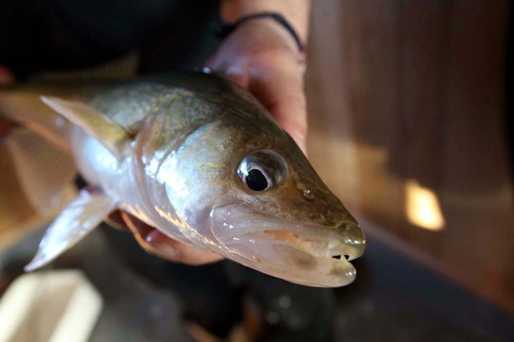 JOE BRYKSA / WINNIPEG FREE PRESS FILES
A small Walleye caught while ice fishing on Lake Winnipeg. New data suggest that the numbers of the popular species have decreased by one-third in the last five years, raising fears of the possibility of a fishery collapse in Lake Winnipeg.