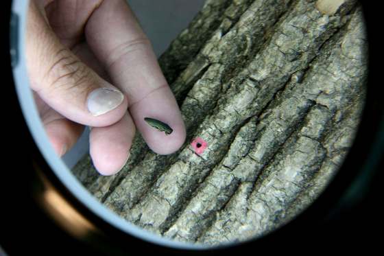 RUTH BONNEVILLE / WINNIPEG FREE PRESS FILESThe emerald ash borer could destroy a large population of city's ash trees.
