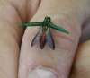 CANADIAN FOOD INSPECTION AGENCY
The emerald ash borer is killing our ash trees.