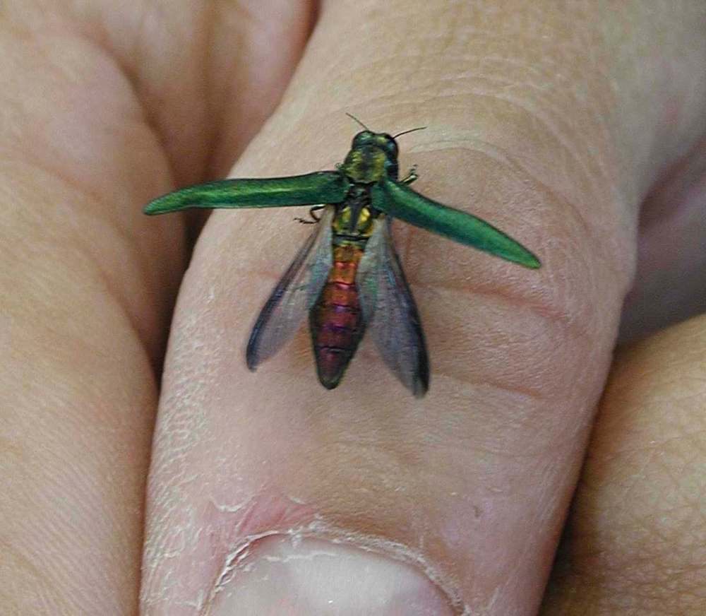 CANADIAN FOOD INSPECTION AGENCY
The emerald ash borer is killing our ash trees.