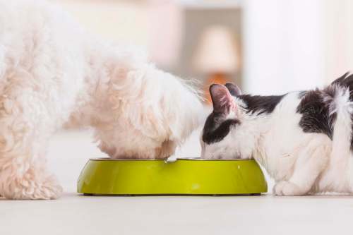 Dreamstime files
Dogs have evolved with the ability to digest starch and can get by on veggies alone. Cats, however, require an amino acid &mdash; taurine &mdash; that isn&rsquo;t found in plants.